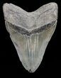Serrated, Fossil Megalodon Tooth - Massive Tooth! #72752-1